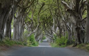 1920px-Dark_Hedges_near_Armoy_Co_Antrim_cropped-300x189.jpg
