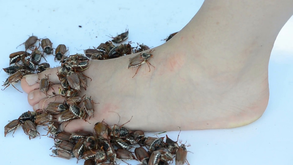 women-do-not-stand-bugs-crawling-on-bare-feet-slaps-the-dor_e10hen4__f0000-1529102043842.jpg