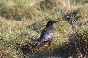 1920px-Corbeau_Parc_Town_Moor_Newcastle_Tyne_3-300x200.jpg