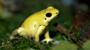 800px-Golden_Poison_dart_frog_Phyllobates_terribilis-300x168.jpg