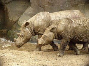 800px-Sumatran_Rhino_2-300x225.jpg