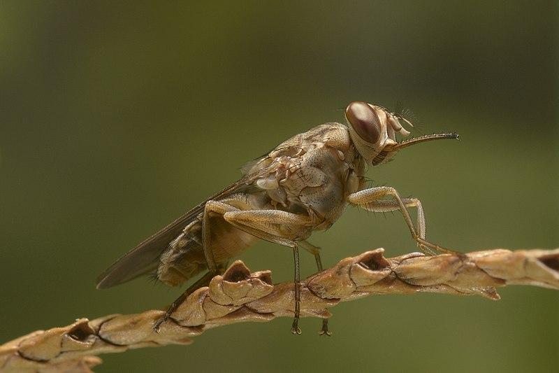 800px-Tsetse-BKF-2.jpg