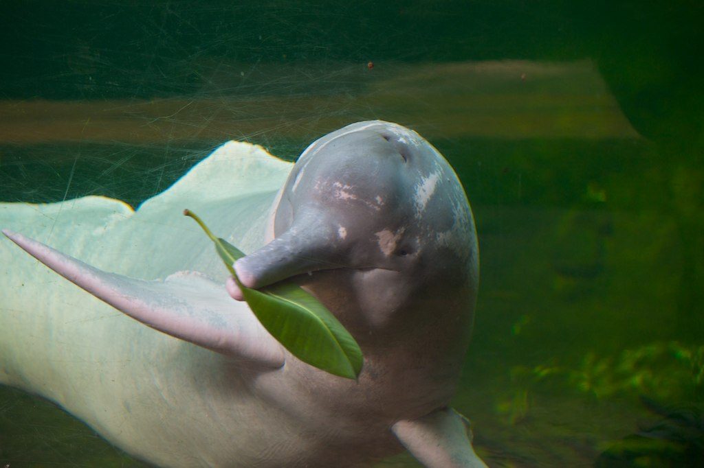 Amazon_river_dolphin-1024x682.jpg