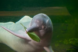 Amazon_river_dolphin-300x200.jpg