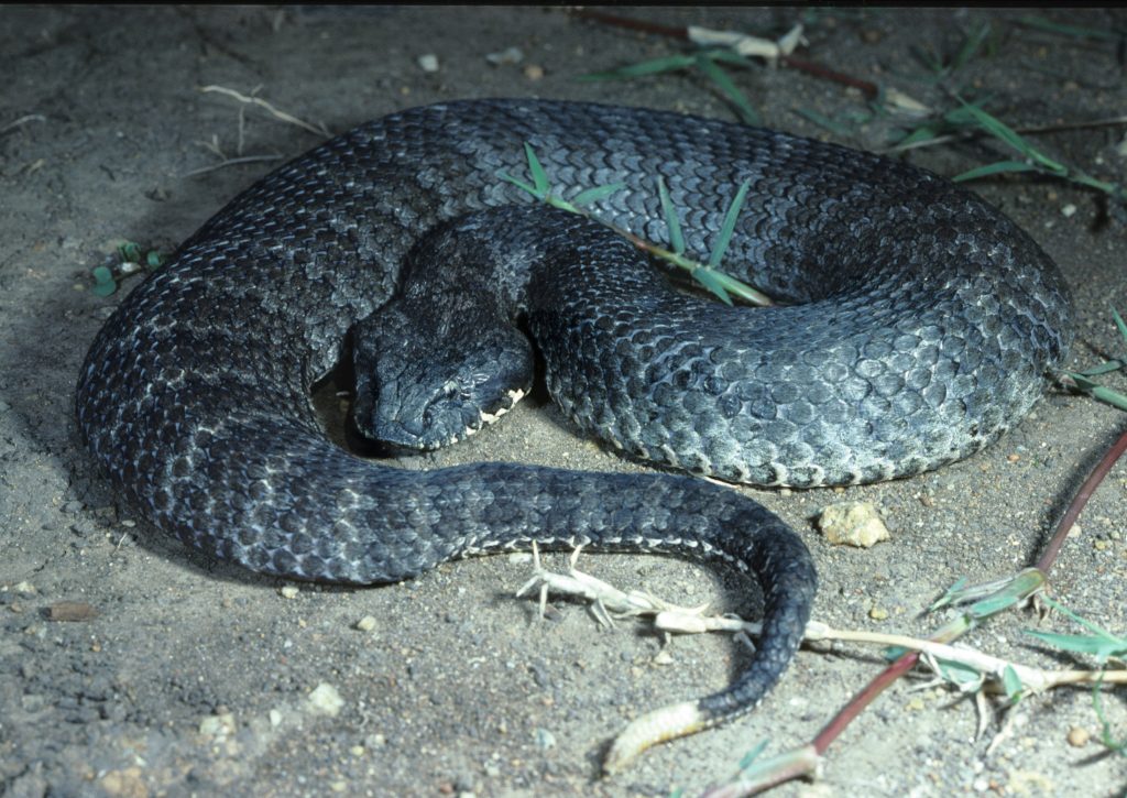 CSIRO_ScienceImage_3990_Death_Adder-1024x725.jpg