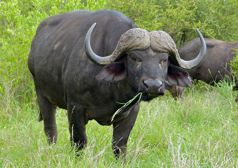 Cape_Buffalo_Syncerus_caffer_11491733994.jpg