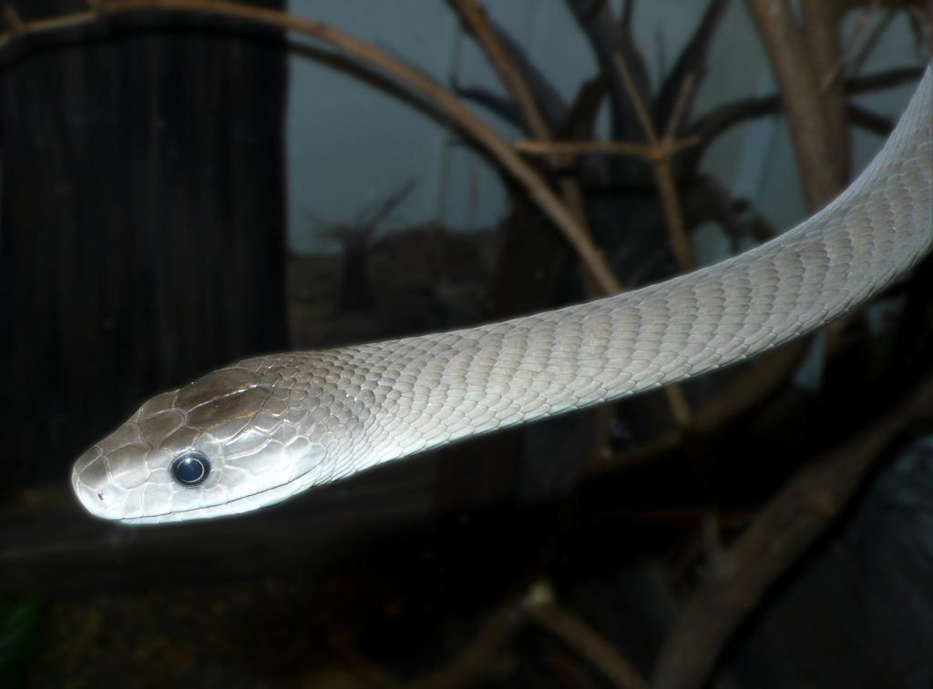 Dendroaspis_polylepis_head-1024x757.jpg