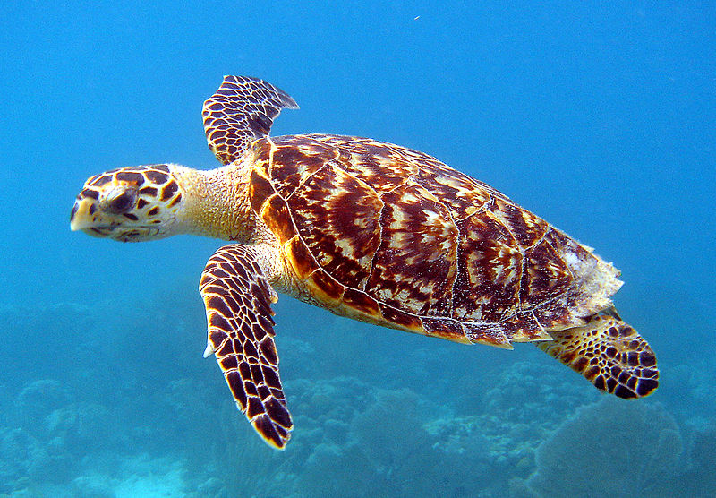 Hawksbill_Sea_Turtle_Carey_de_Concha_5840602412-2.jpg