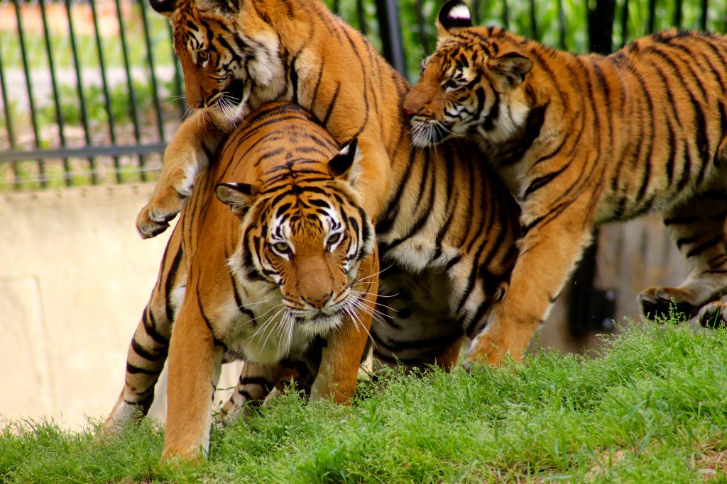 Jin_a_critically_endangered_malayan_tiger_playing_with_her_cubs-1024x683.jpg