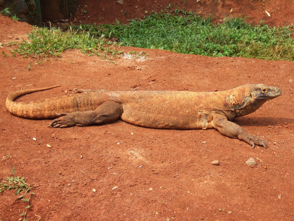 Komodo_dragon_Varanus_komodoensis_Ragunan_Zoo_2-1024x768.jpg