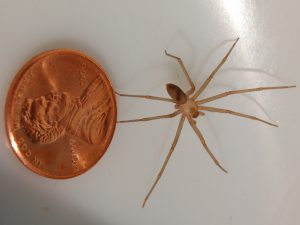 Loxosceles_reclusa_adult_male_1-300x225.jpg