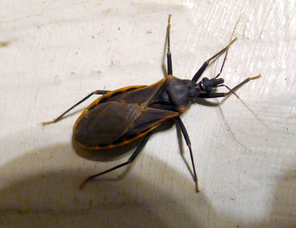 Reduviidae_-_Assassin_Bug_Family.__Kissing_Bug%5E_-_Flickr_-_gailhampshire-1-1024x788.jpg