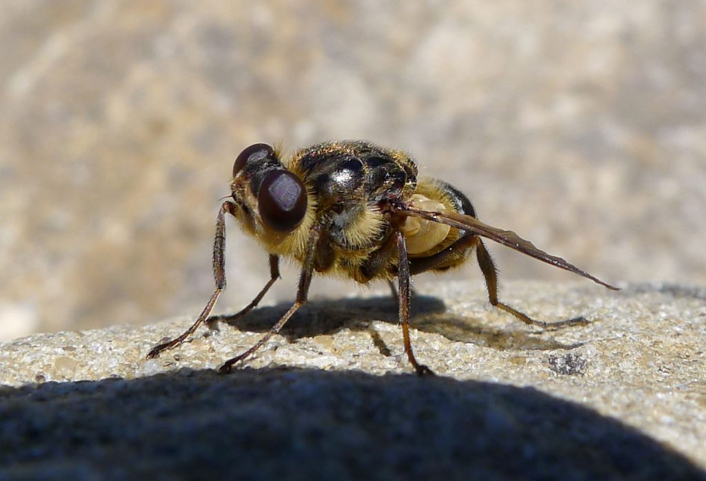 Warble_Fly._Oestridae._Hypoderma_iparece_-_Flickr_-_gailhampshire-1024x698.jpg