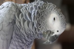 animal-world-3618626-300x200.jpg