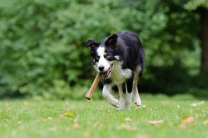 border-collie-750593-300x199.jpg