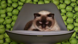 chair-2022380-300x172.jpg
