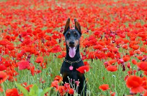 doberman-dog-1438132-300x196.jpg
