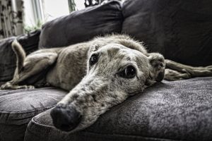 dog-2579885-300x200.jpg