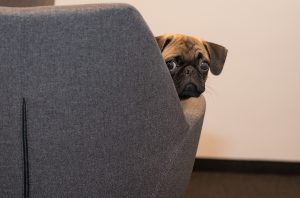 dog-2640076-300x198.jpg