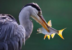 heron-4353038-300x210.jpg