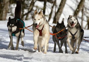 huskies-273409-300x209.jpg