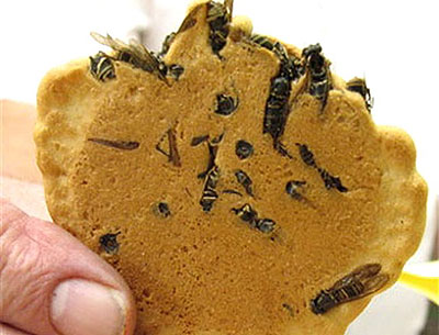 japanese-wasp-rice-crackers.jpg