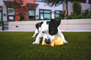justin-veenema-156591-unsplash-300x200.jpg