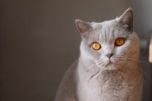 krystian-tambur-101318-unsplash-300x200.jpg
