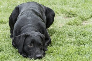 labrador-2692792-300x200.jpg