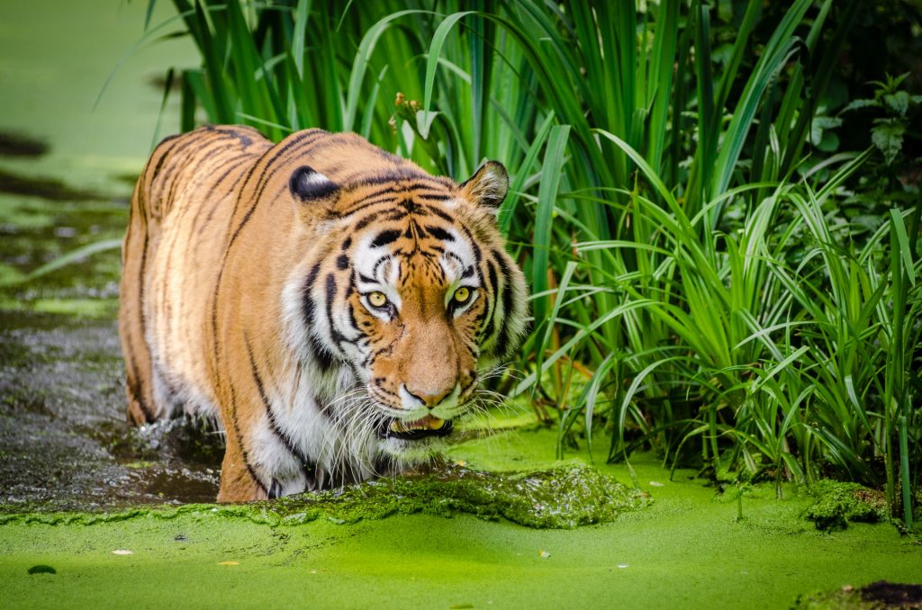 tigre-de-siberie-vie-sauvage-1458916369XVY-1024x678.jpg