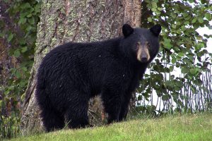 black-bear-50293-300x200.jpg
