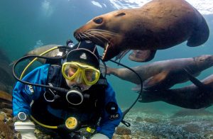 diving_sealions-1527710629680-300x196.jpg