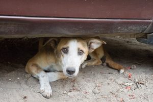 dog-1530736543918-300x200.jpg