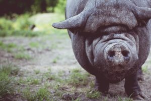 pig-1246584-300x200.jpg
