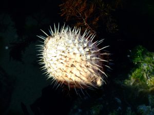 pufferfish-74950-300x225.jpg