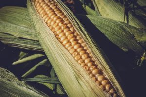 sweet-corn-3705687-300x200.jpg