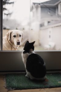 alexis-chloe-534920-unsplash-200x300.jpg