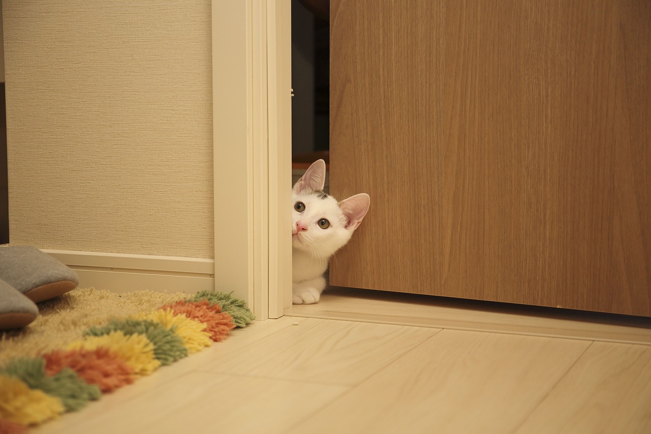 animal12-1536570504880.jpg