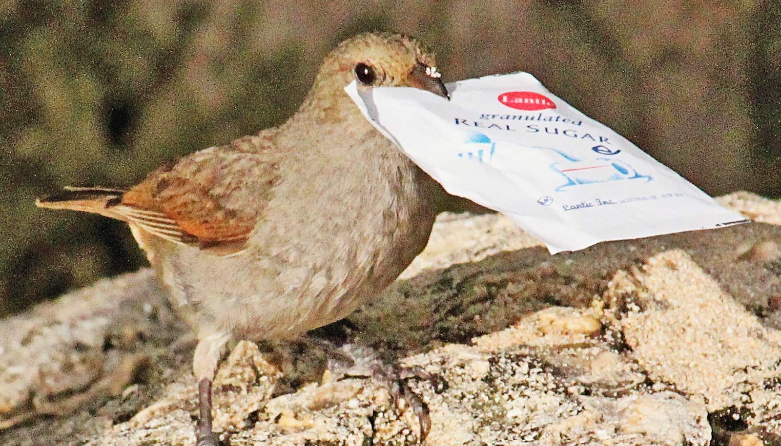 animal25-1536572746984.jpg