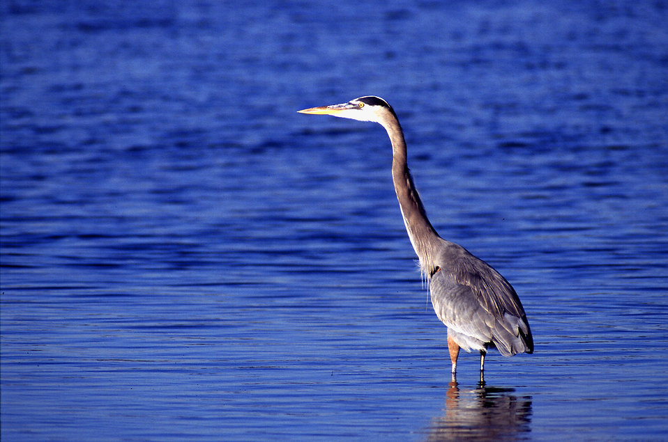 animal3-1536569107424.jpg