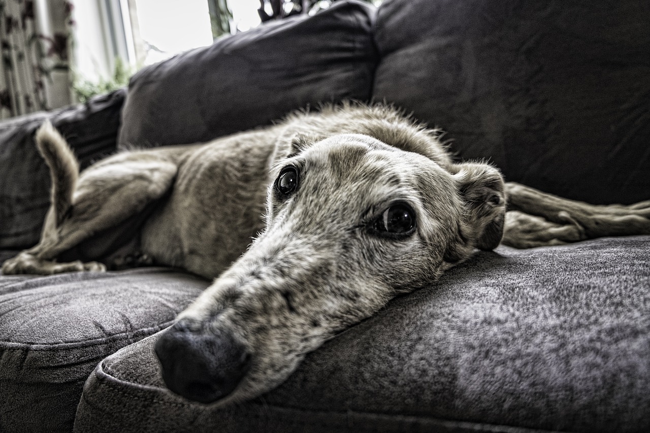 animal30-1536573450475.jpg