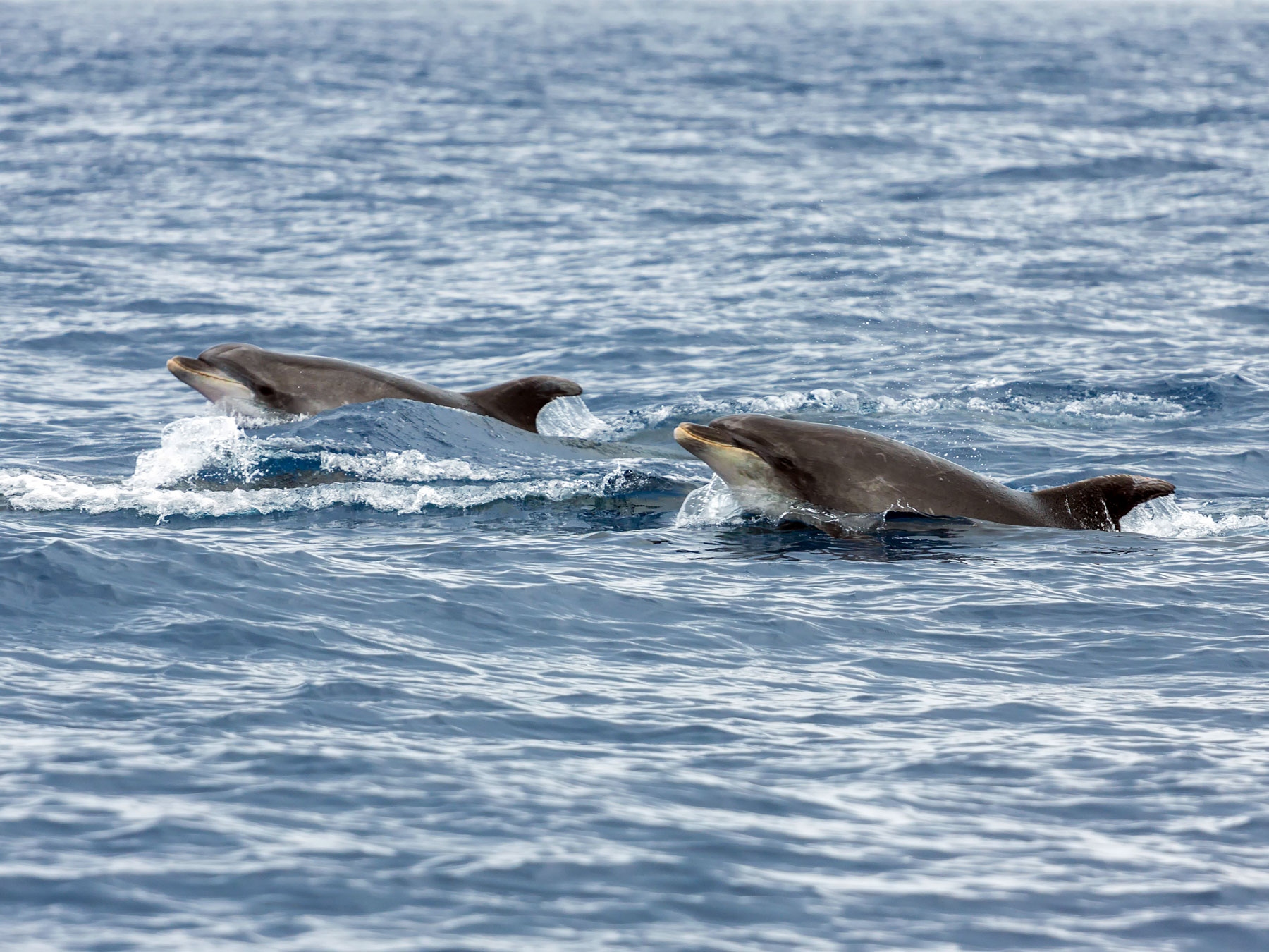animal35-1536574227445.jpg