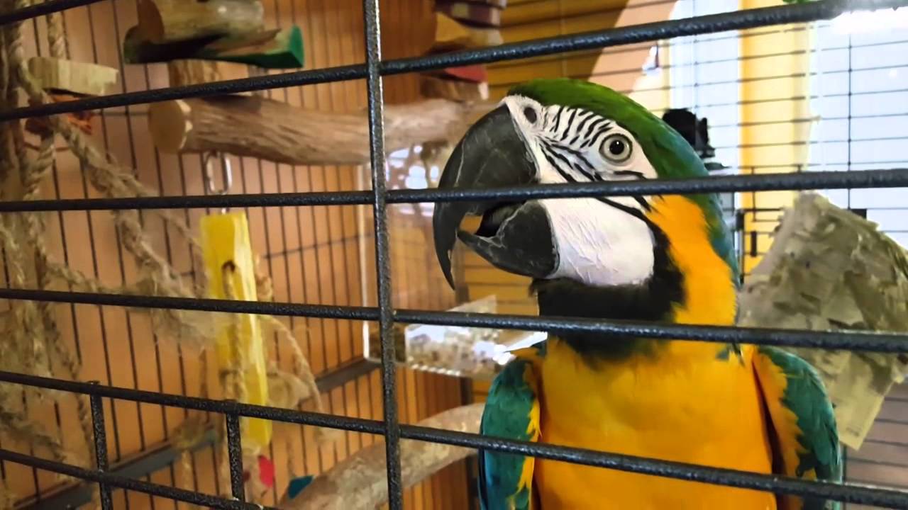 animal7-1536569584754.jpg