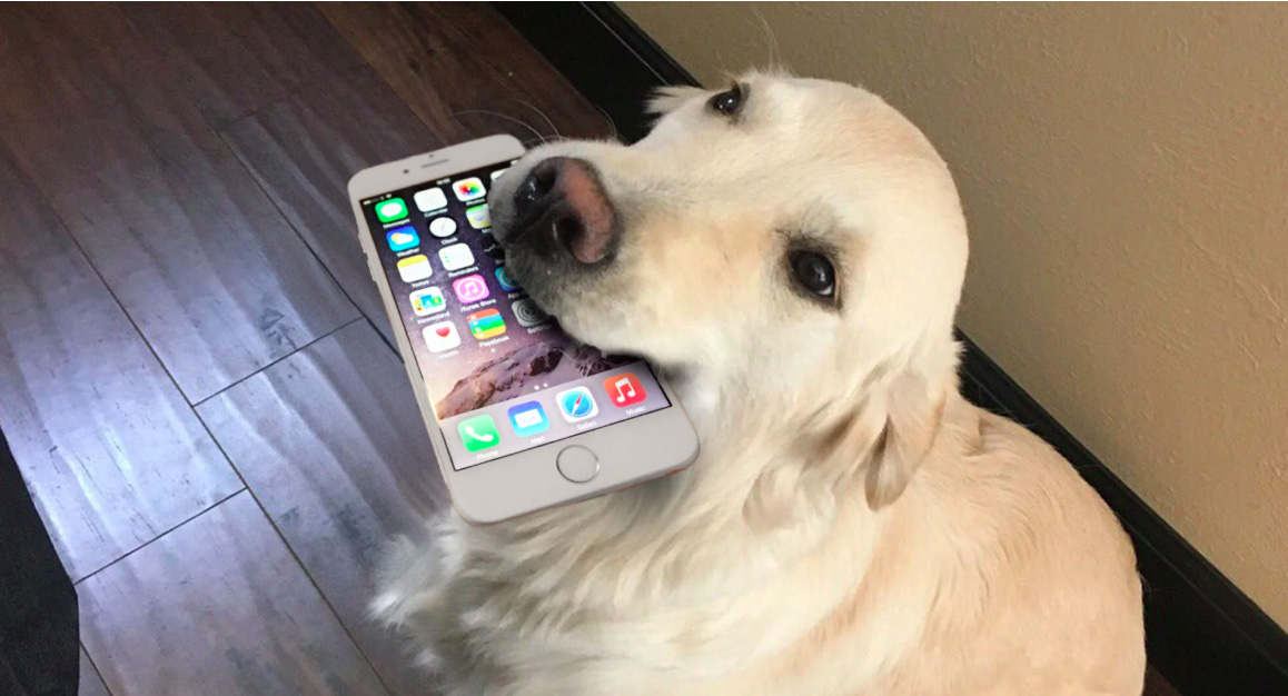 animal8-1536570054703.jpg