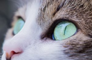antonio-lapa-93448-unsplash-300x195.jpg