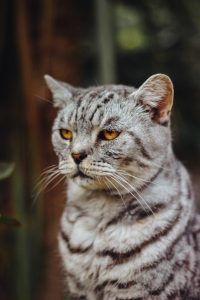 callum-wale-771499-unsplash-200x300.jpg