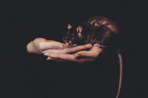 freestocks-org-140598-unsplash-300x200.jpg