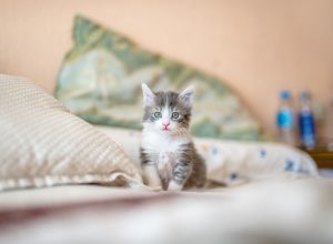 kote-puerto-771605-unsplash-300x220.jpg