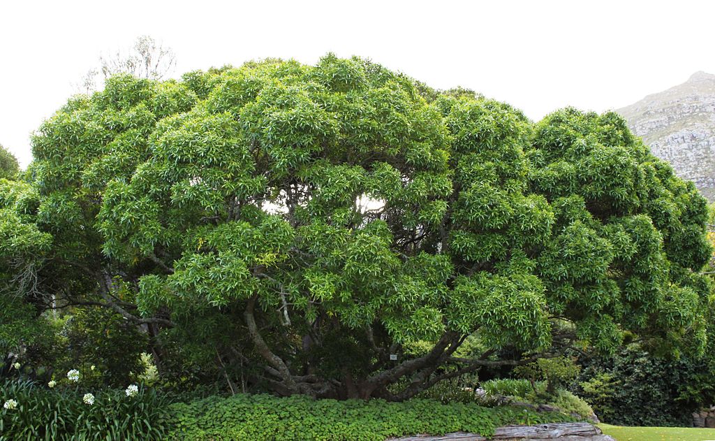 1024px-vepris_lanceolata_-_white_ironwood_tree_-_south_africa_3-1539646794921.jpg