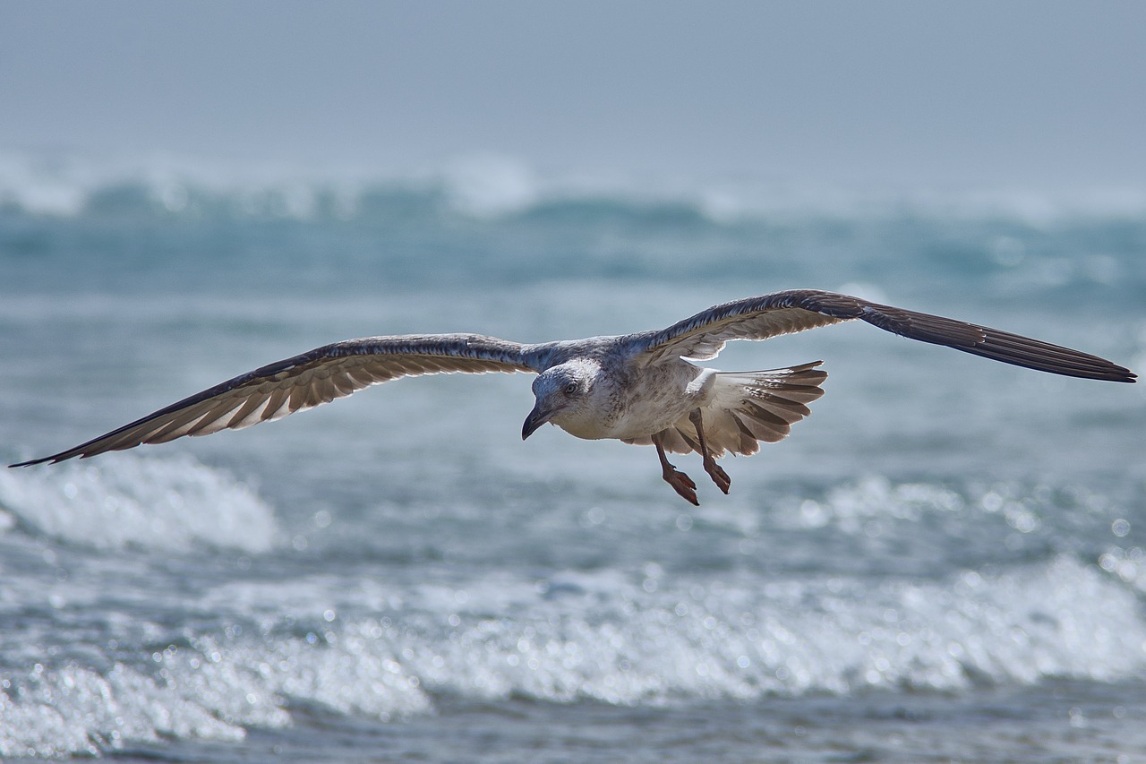 animal11-1537311443539.jpg